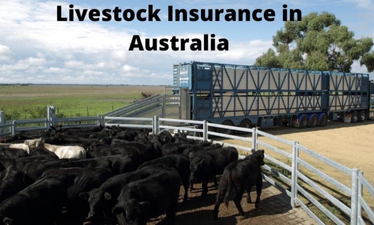 Inclusions in Livestock Insurance in Australia