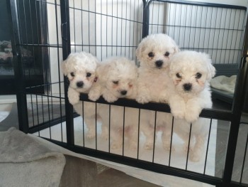 Adorable Bichon Frice Puppies 