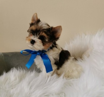 Amarous Yorkie puppies for sale 