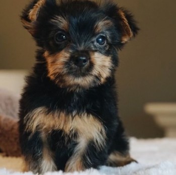 Efficient Yorkie puppies for sale 