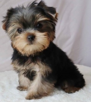 Resourceful Yorkie puppies for sale 