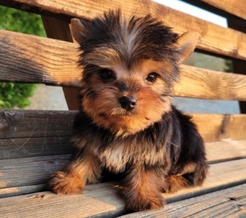 Determined Yorkie puppies for sale 