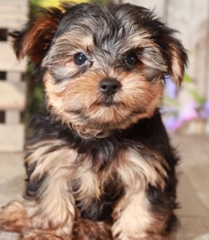 Exceptional Yorkie puppies for sale 