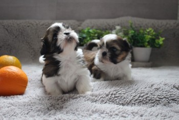 Cute and Lovely Shih Tzu Pups for sale
