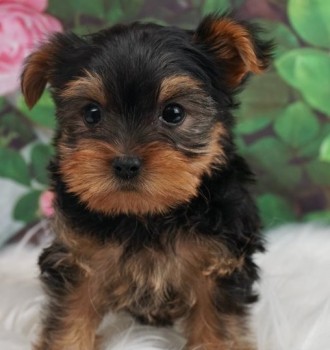 Breathtaking Yorkie puppies for sale 