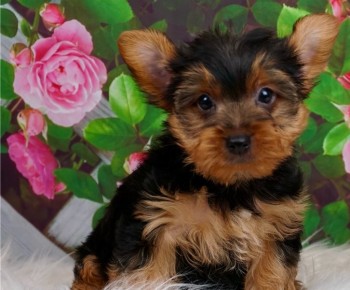 Well-travelled Yorkie puppies for sale 