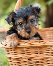 Modest Yorkie puppies for sale 