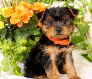 Courteous Yorkie puppies for sale 