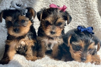 Beautiful Yorkshire Terrier Puppies