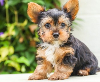 Divine Yorkie puppies for sale 