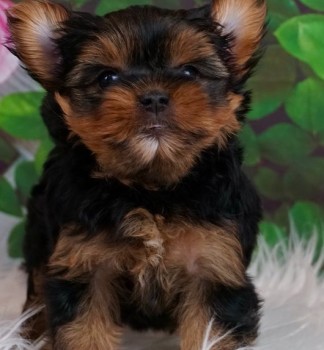 amicable Yorkie puppies for sale 