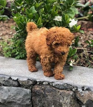 Toy Poodle Puppies.