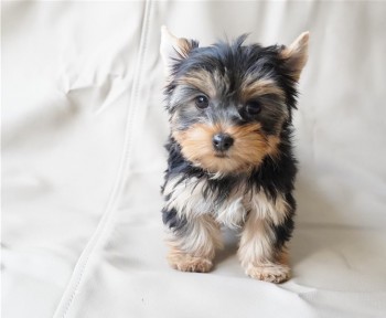 Magnetic Yorkie puppies for sale 
