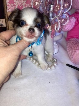 Beutifull Chihuahua Puppies For Sale