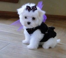 Awesome Maltese Puppies For Sale