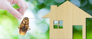 Cockroach Control Adelaide