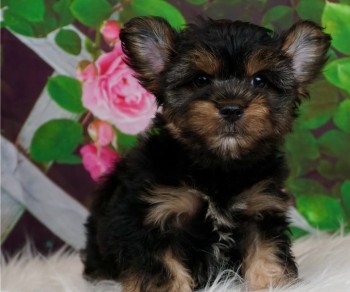Yorkie puppies for sal
