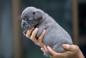 French Bulldog puppies for sal