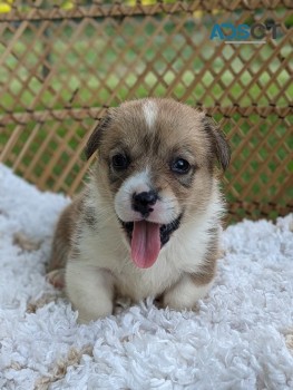 Pembroke corgi puppy for sale