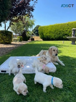 Two Golden Retriever Puppies for sale 