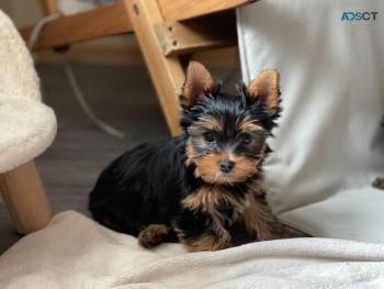 Beautiful Yorkie Puppies for sale 