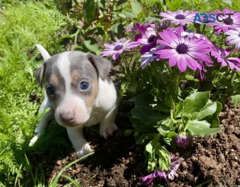 Jack Russell Terrier for sale 