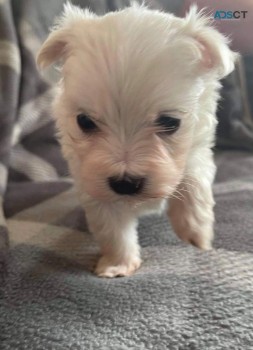 Male Maltese Puppies for sale 