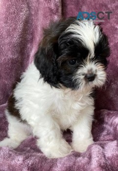 Adorable Shih Tzu Puppies For Sale