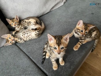 Stunning Pure Bengal Kittens