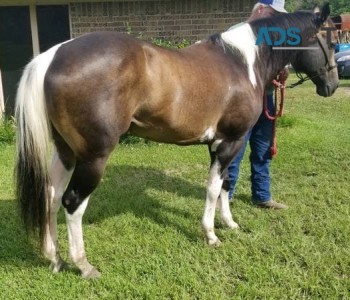 Stunning APHA Buckskin tobiano stallion 