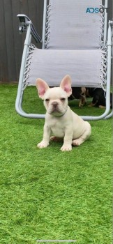 Beautiful French Bulldog Puppies Availab