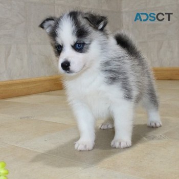 Pomsky Puppies Available for sale 