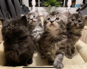 Maine Coon kittens now