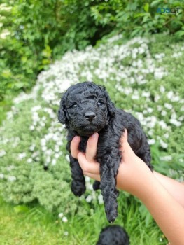 TOY POODLE PUPPIES FOR SALE 