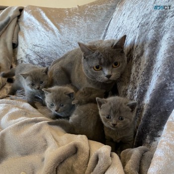  Blue British Shorthair Kittens
