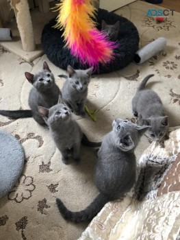 Socialized Russian Blue kittens