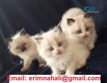 Ragdoll Kittens available