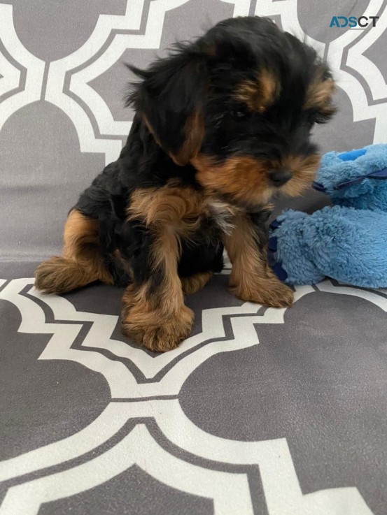 TINYYTiny Teacup Yorkie Puppies For Sale