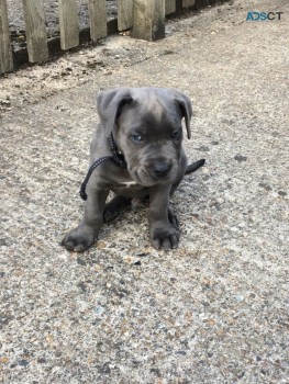 Awesome Cane Corso Puppies for sale 