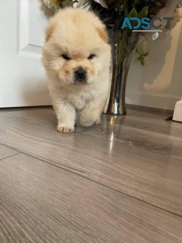 Chow Chow Pup for Sale