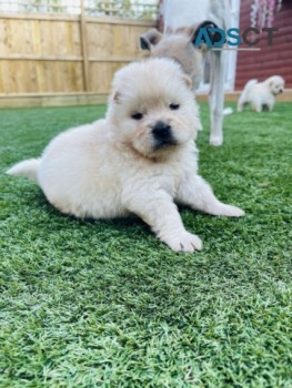 Chow Chow Puppies Available for sale 