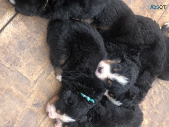 FULL BREED BERNESE MOUNTAIN PUPPIES