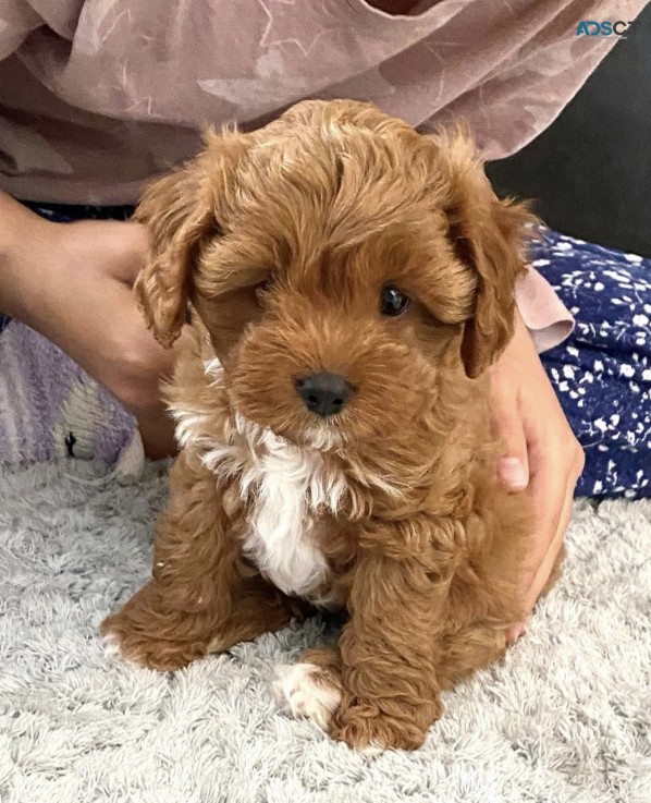 Red Curly Fur  Labradoodle  Puppies