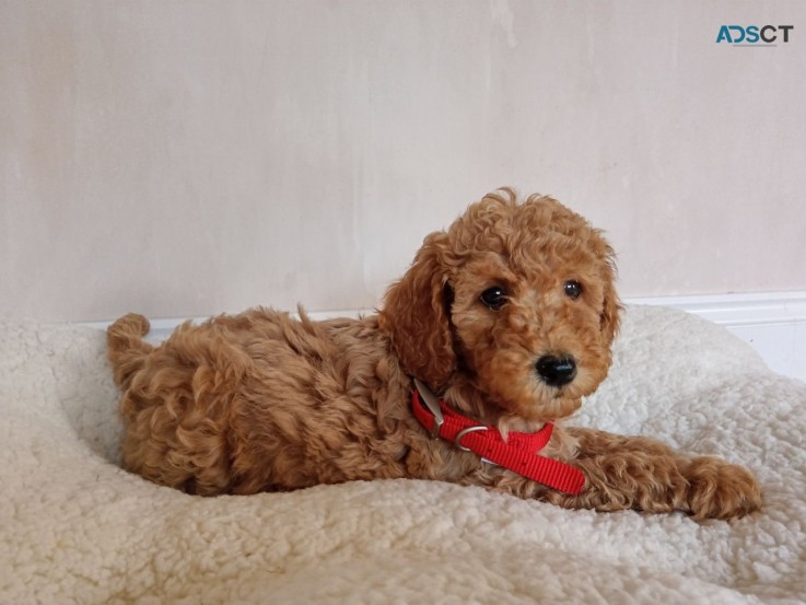 SSS Mini Groodle puppy  - Red / Apricot 