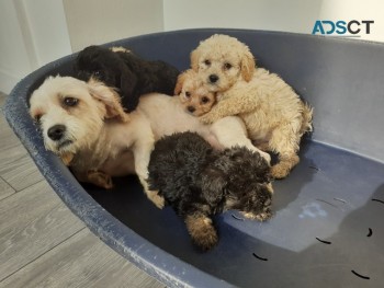 F1  CAVAPOO PUPPIES AVAILABLE NOW
