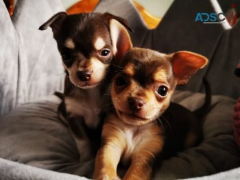 WELL TRAINED CHIHUAHUA PUPPIES