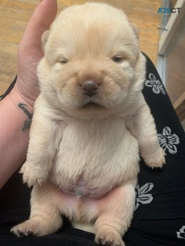 AMAZING CHOW CHOW PUPPIES