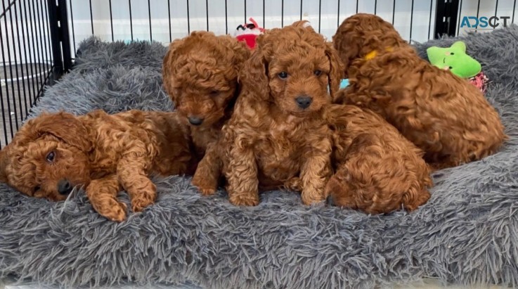 Red  Toy Cockapoos for good homes