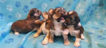 LHASA APSO PUPPIES READY NOW