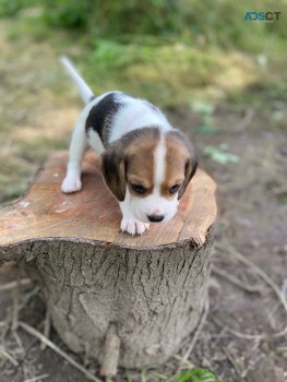adorable female beagle puppy to re home